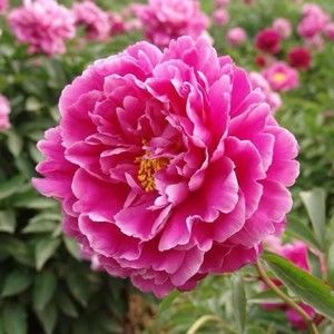 Meet your Posher, Elizabeth